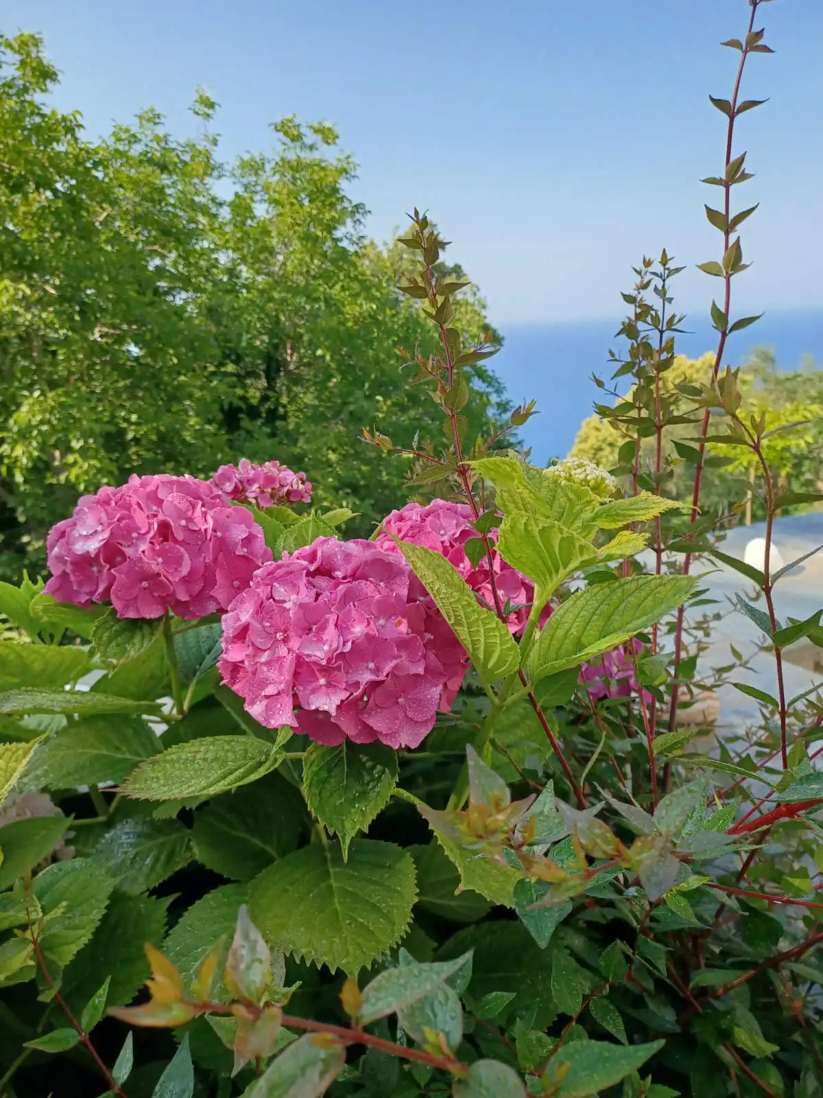 Ioni Home